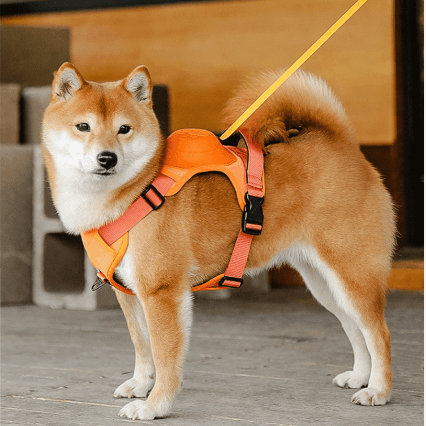 All in one Dog Harness and Leash Set